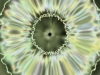 Animationen und Effekte fr Ihren Winamp